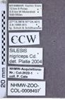 Etikette zu Silesis nigriceps (Candèze, 1892) (NHMW-ZOO-COL-0008497)